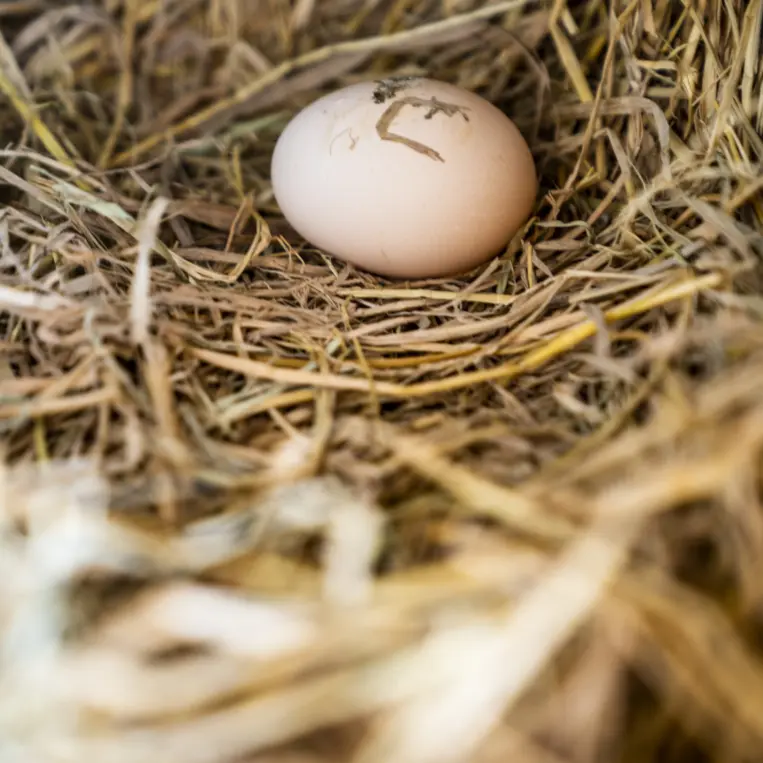Tan Khun Free-range Chicken Eggs (6)
