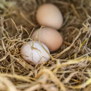 03-CHI-EGG-012-tan-khun-free-range-chicken-eggs-12