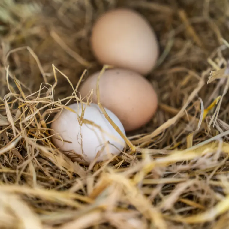 Tan Khun Free-range Chicken Eggs (12)