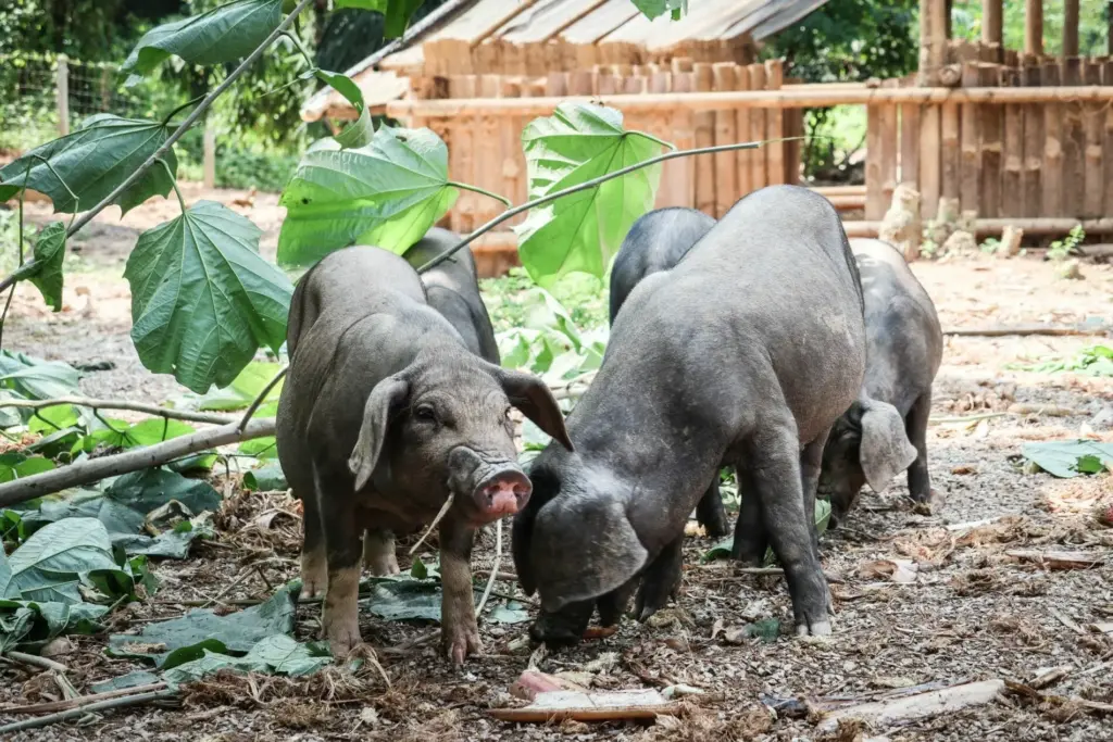 Doi Tung Macadamia Pigs