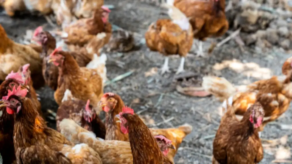 Antibiotic use in animals