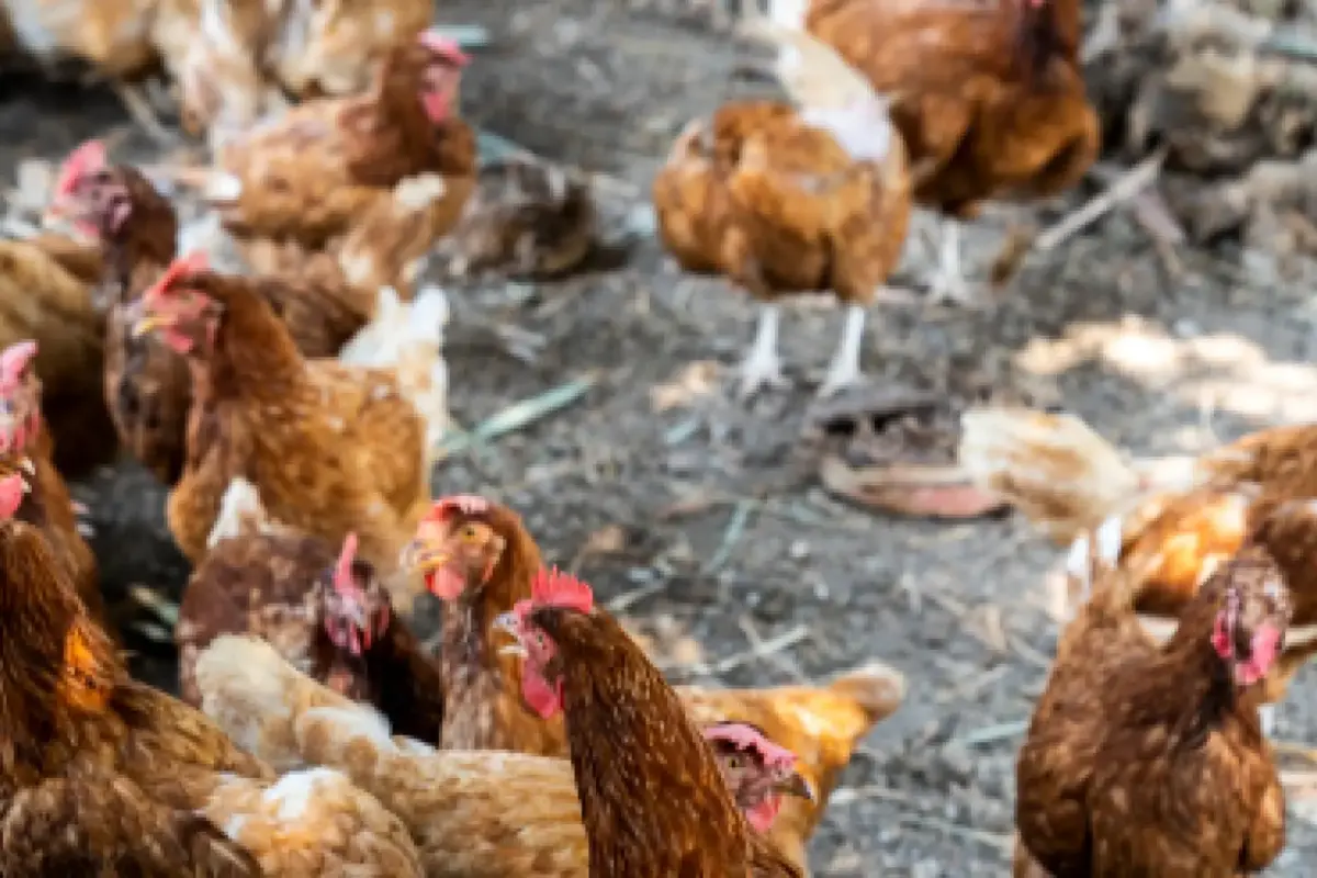 Antibiotic use in animals