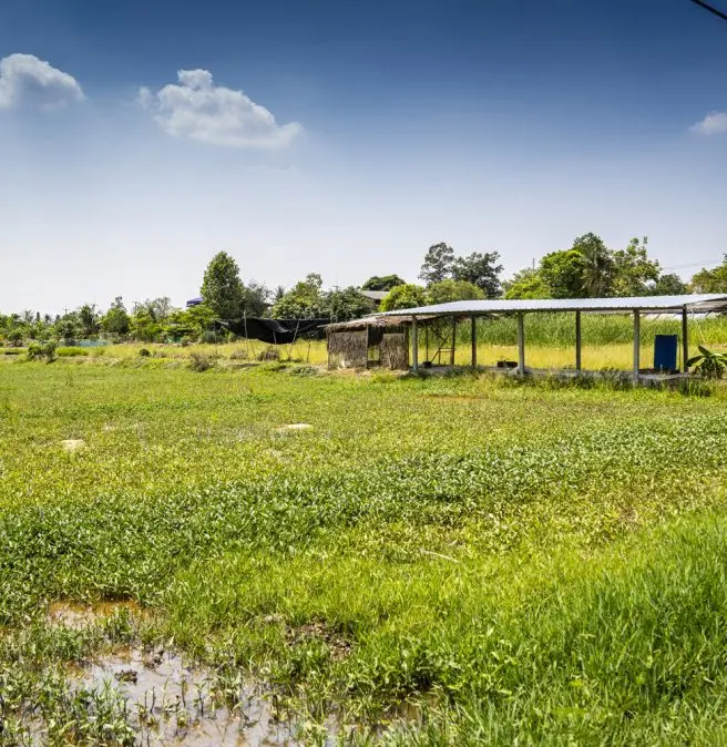 image shows farm near chiangmai