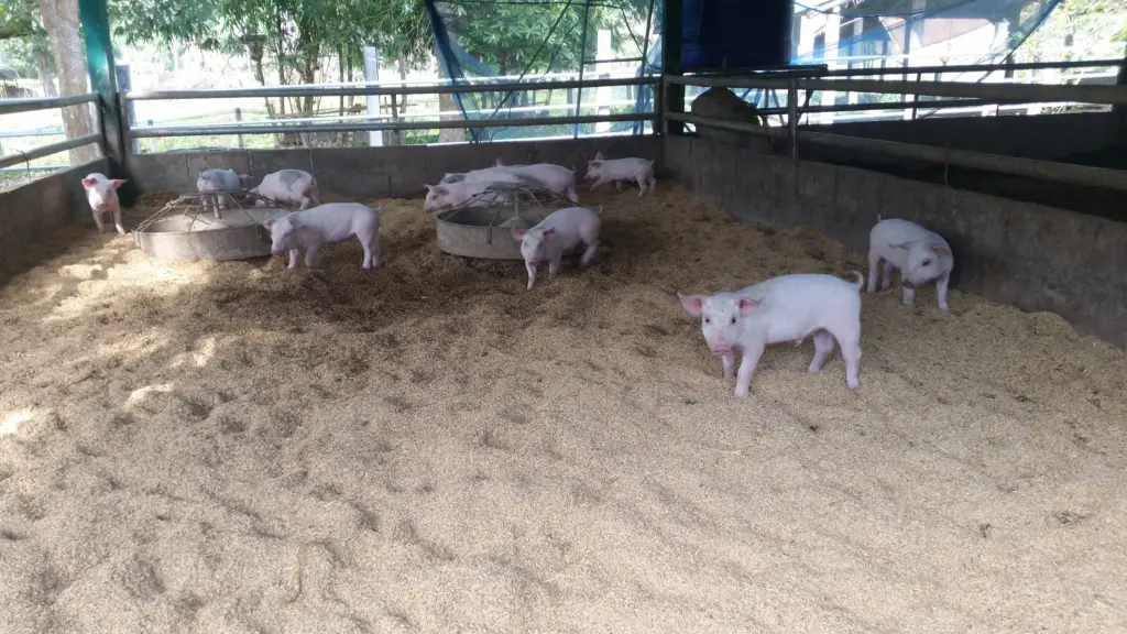 image shows pigs in chiang rai permaculture environment