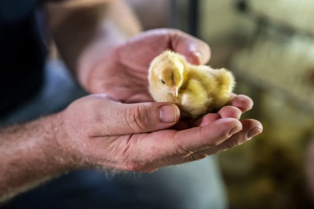 image show nakhon pathom chick