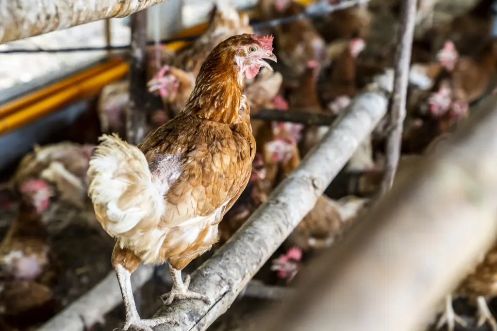 image shows nakhon pathom chickens