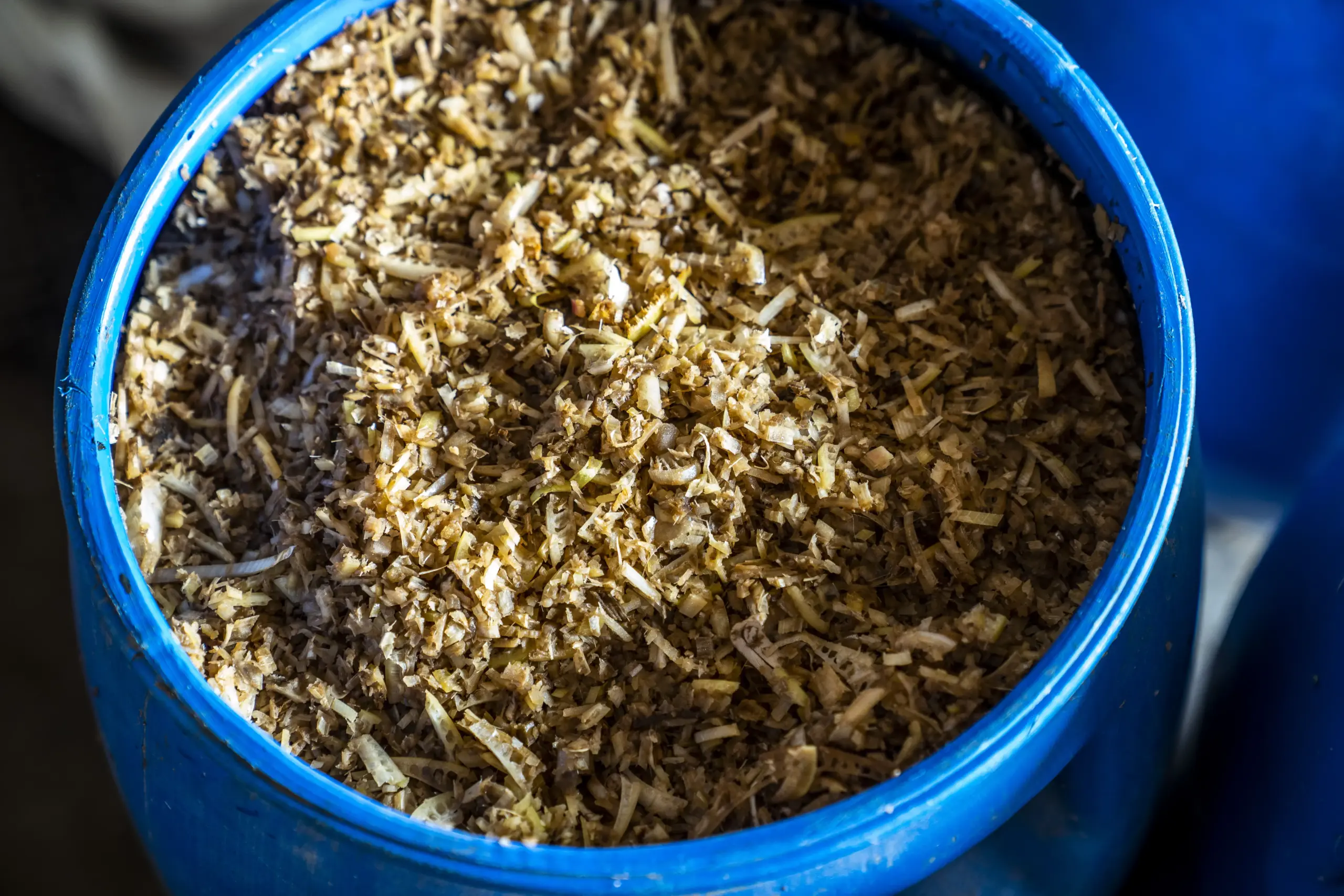 image shows nakhon pathom chicken feed