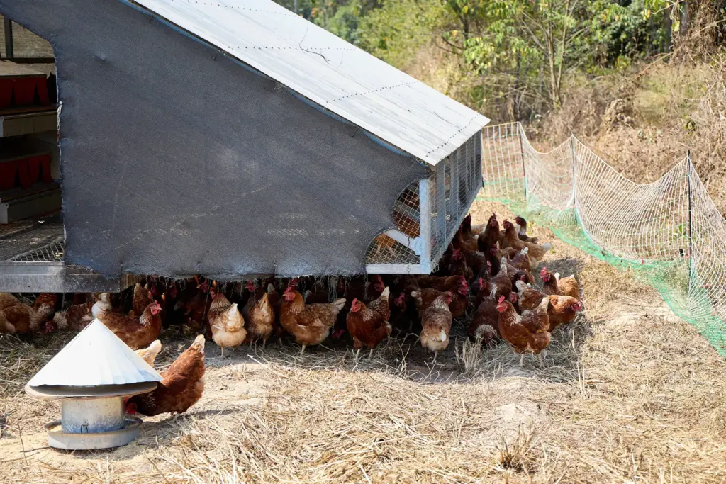 image shows laying hens in nan province
