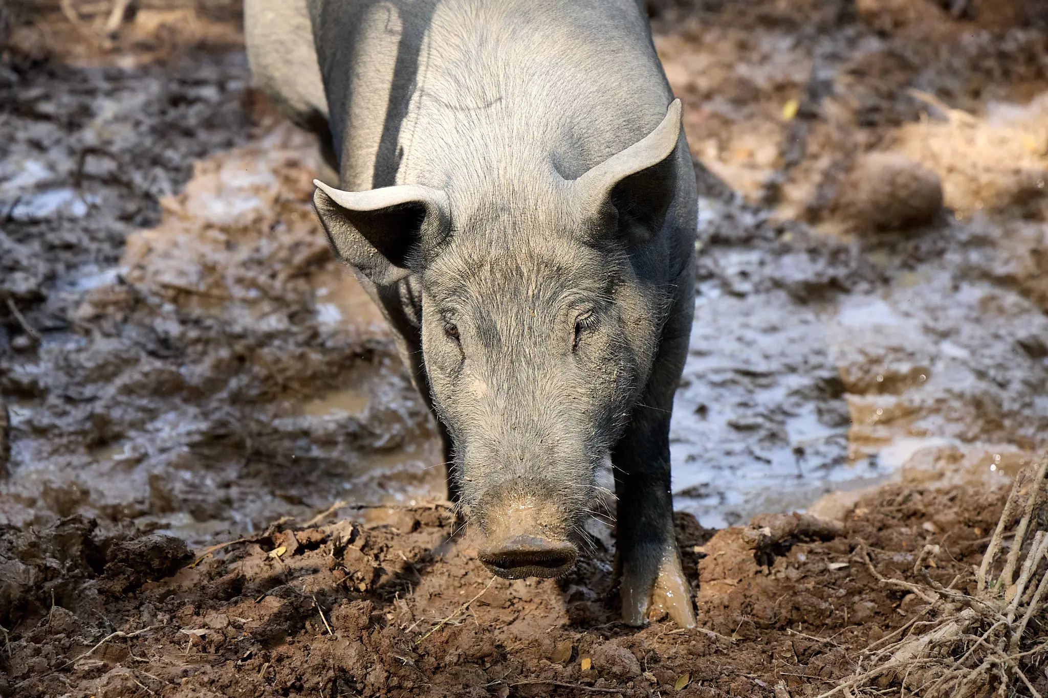 image shows pig in nan province