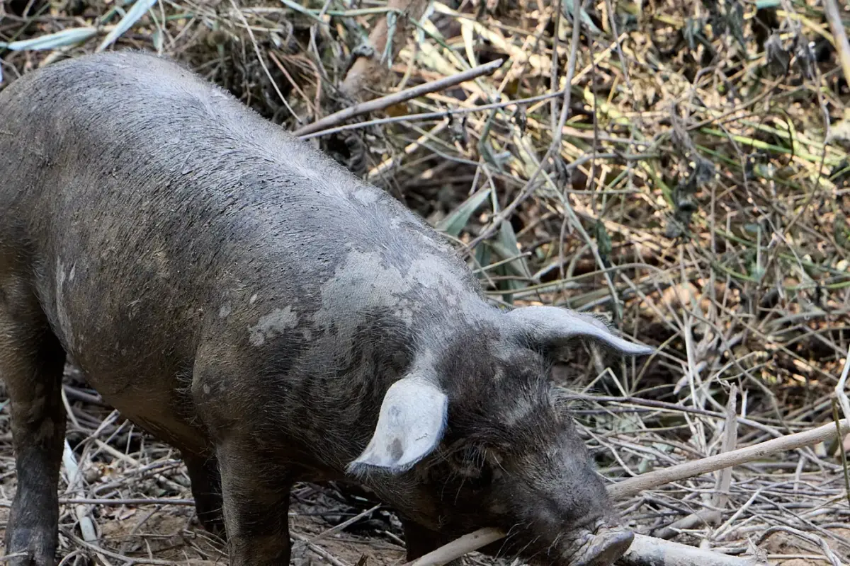 image shows high welfare pigs in nan province, thailand