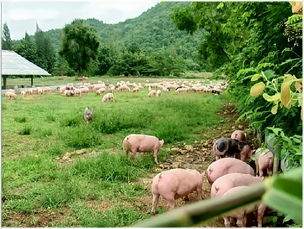 image shows pigs in ratchaburi province, thailand