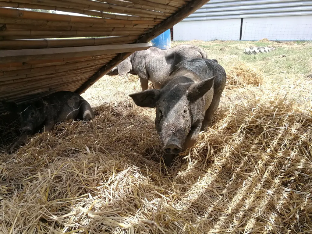 image shows high-welfare pigs in sisaket province, thailand