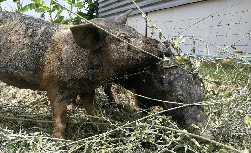 image shows high welfare pigs in sisaket province, thailand